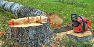 Best Stump Grinding and Removal  in Ludlow, KY