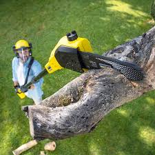 Best Organic Lawn Care Solutions  in Ludlow, KY