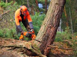 Best Tree and Shrub Care  in Ludlow, KY