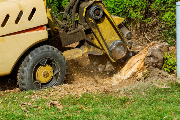 Best Emergency Tree Removal  in Ludlow, KY