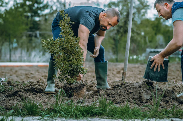 Best Palm Tree Trimming  in Ludlow, KY