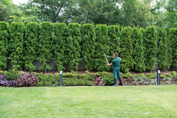 How Our Tree Care Process Works  in  Ludlow, KY