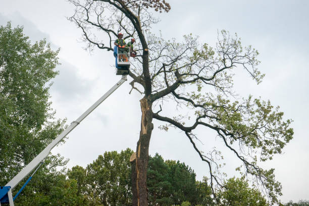 Best Seasonal Cleanup (Spring/Fall)  in Ludlow, KY