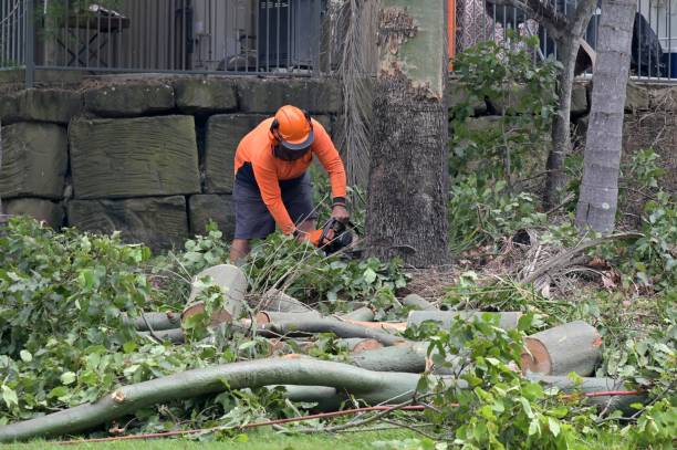 Best Tree Preservation Services  in Ludlow, KY