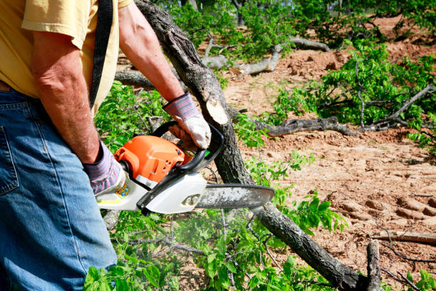 Best Fruit Tree Pruning  in Ludlow, KY