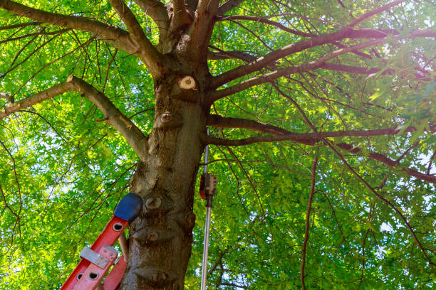 Best Emergency Tree Removal  in Ludlow, KY